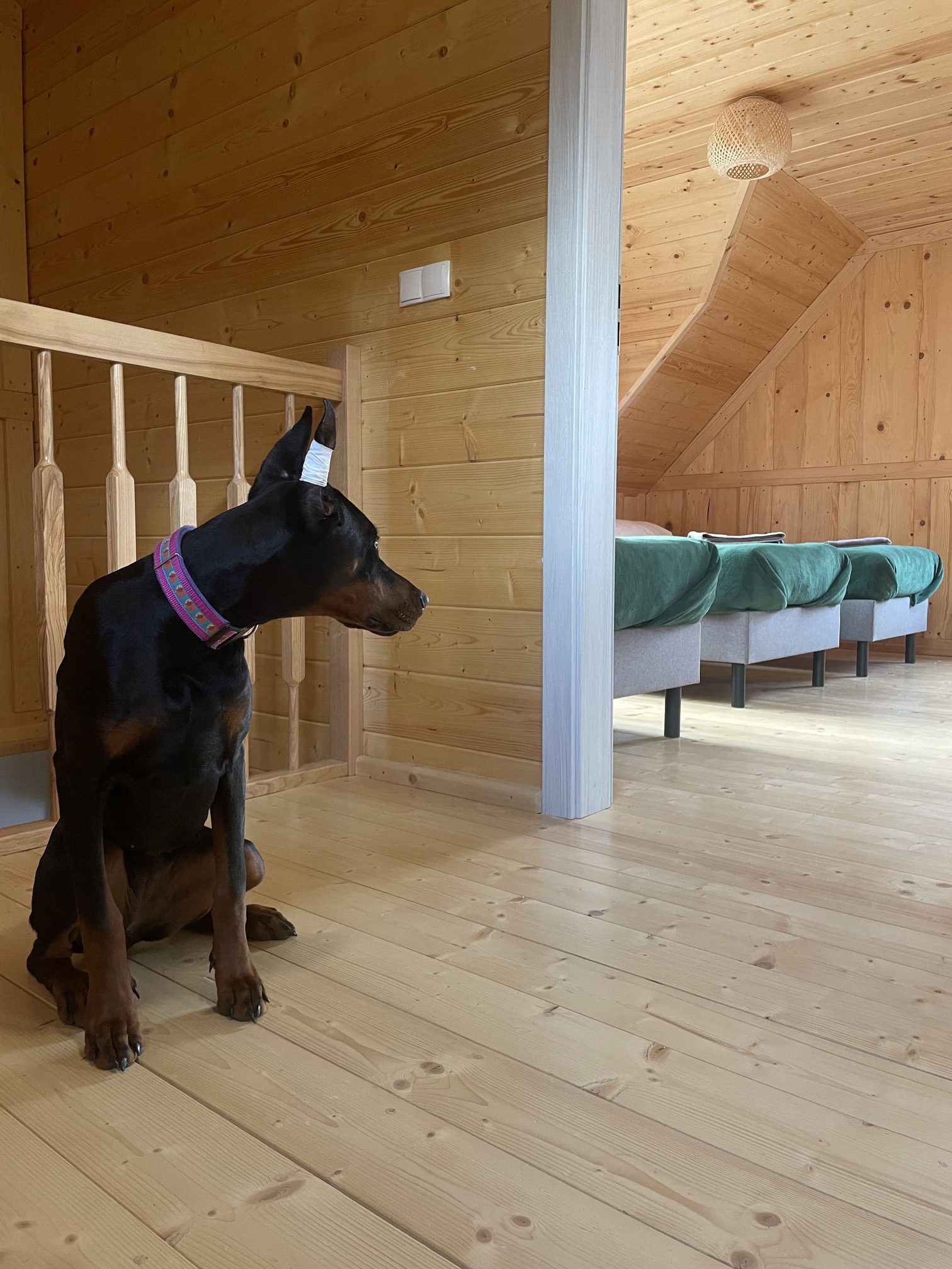 Doberman w kolorowym obroży siedzący w pomieszczeniu z drewnianymi ścianami i podłogą, obok łóżka.