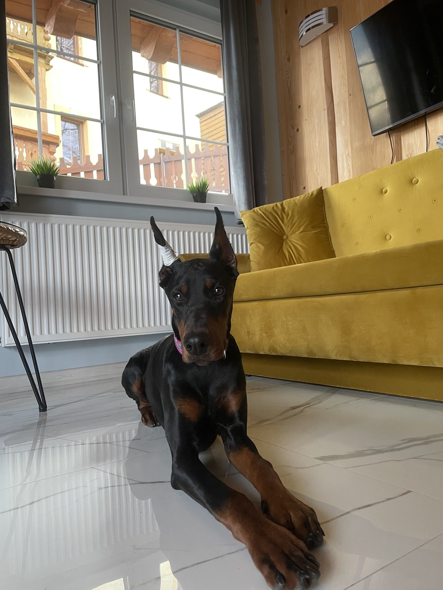 Doberman leżący na podłodze obok żółtego fotela