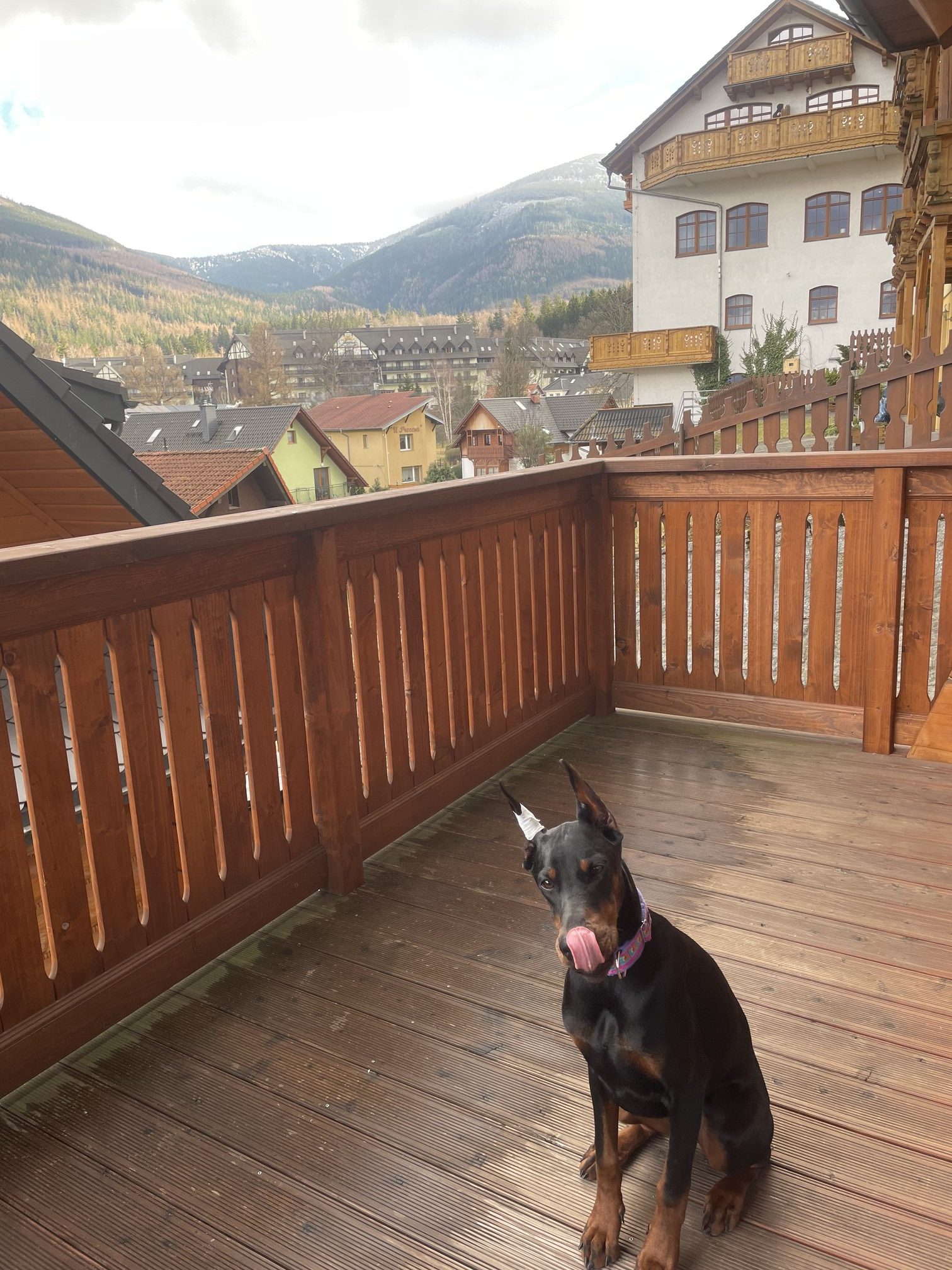 Doberman na drewnianej werandzie z widokiem na górskie miasteczko.